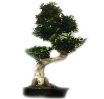 Drzewka bonsai